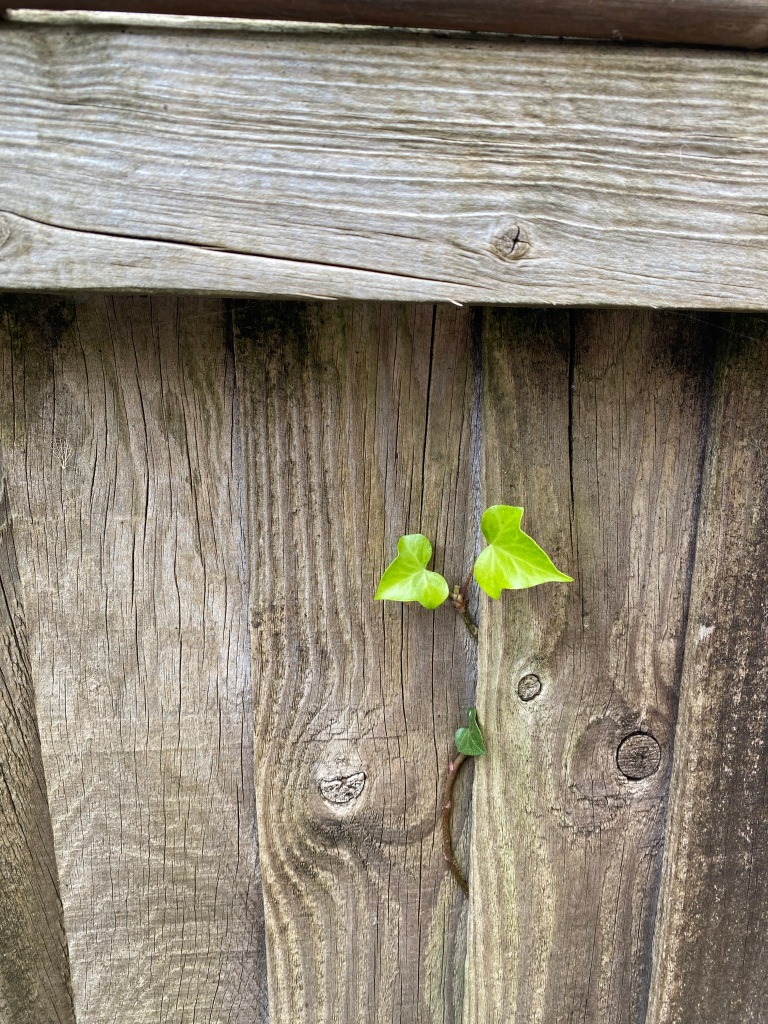 Ivy growing through a fence.