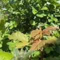 Young Sycamore leaves.