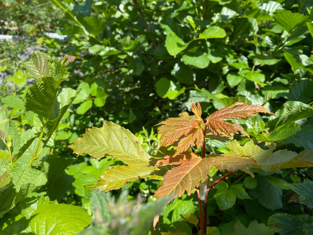 Young Sycamore leaves.