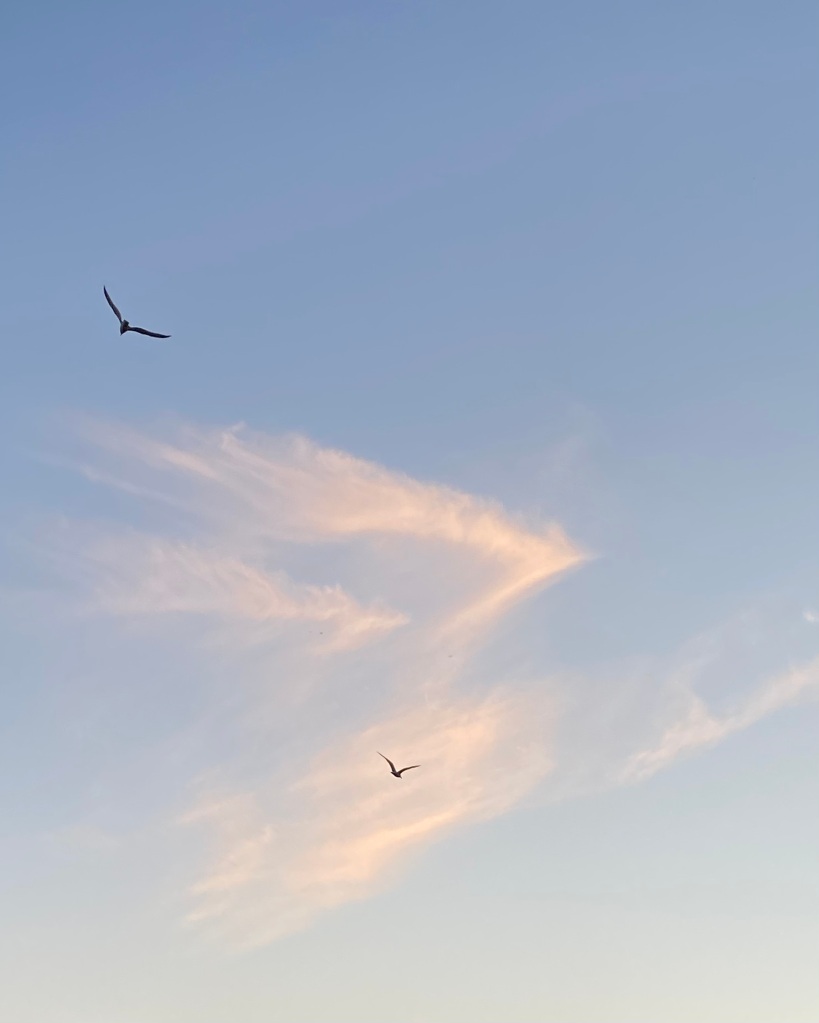 Two seagulls racing the clouds. 