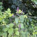 Wild plants on the bank of Totnes Leat.