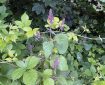 Wild plants on the bank of Totnes Leat.