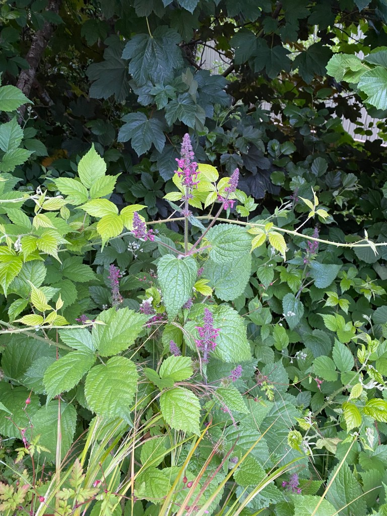 Wild plants on the bank of Totnes Leat.
