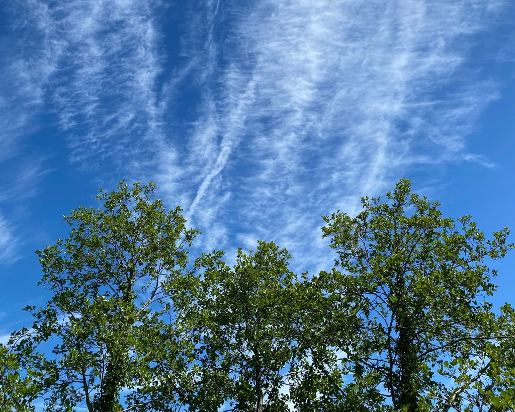 Wild clouds above the trees.