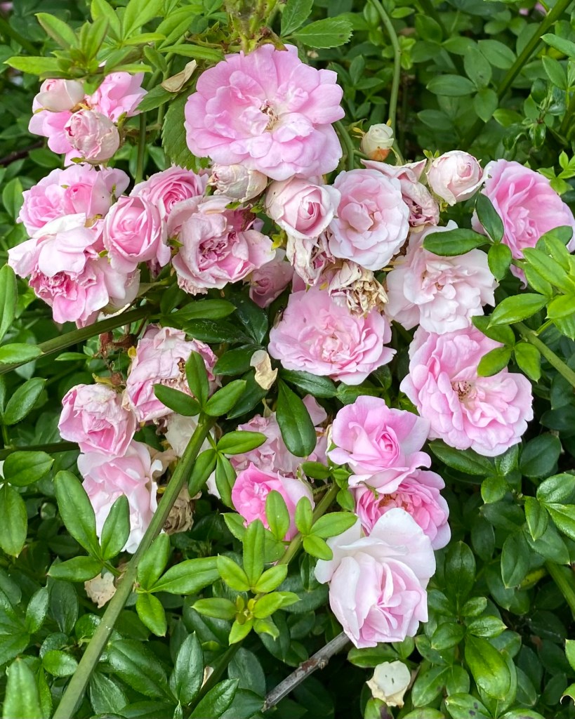 Pink Roses.