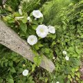 Bindweed by a concrete post.