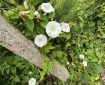 Bindweed by a concrete post.