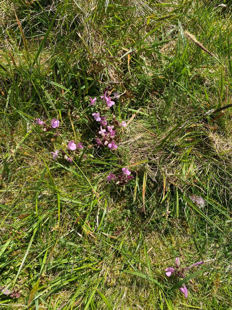 Gentianella campestris, common name field gentian.