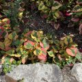 Multicolour leaves next to a stonewall.
