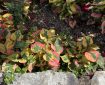 Multicolour leaves next to a stonewall.