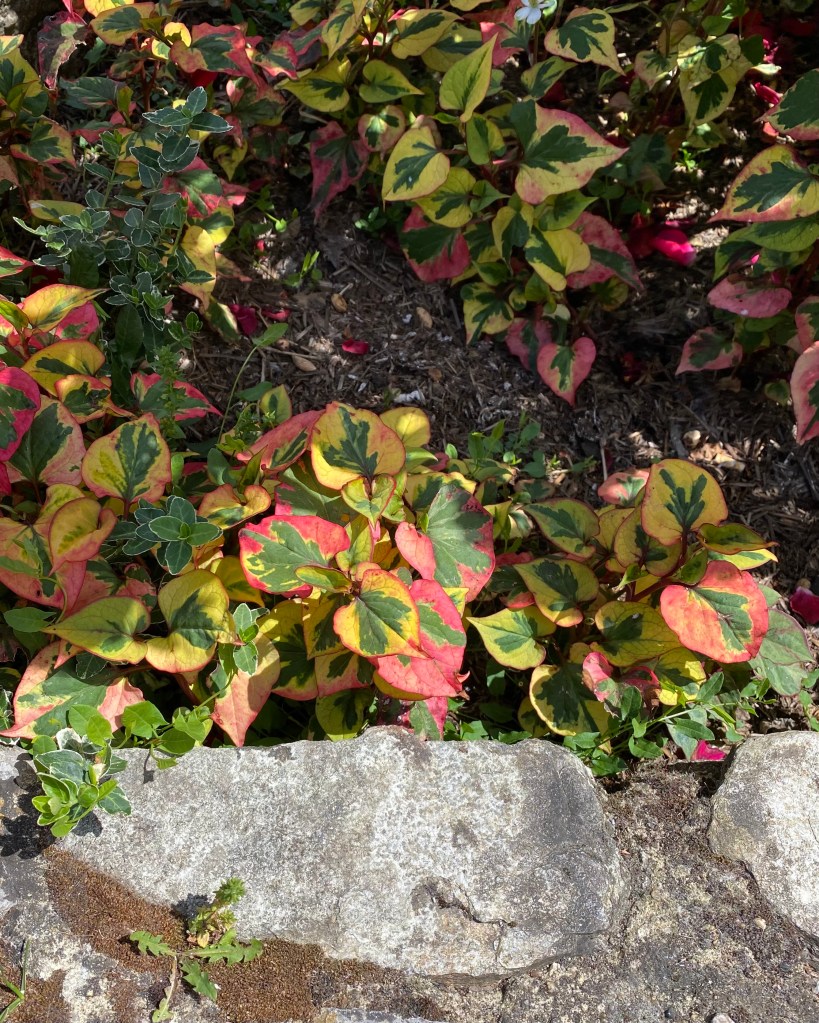 Multicolour leaves next to a stonewall. 