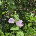 Purple Bindweed.