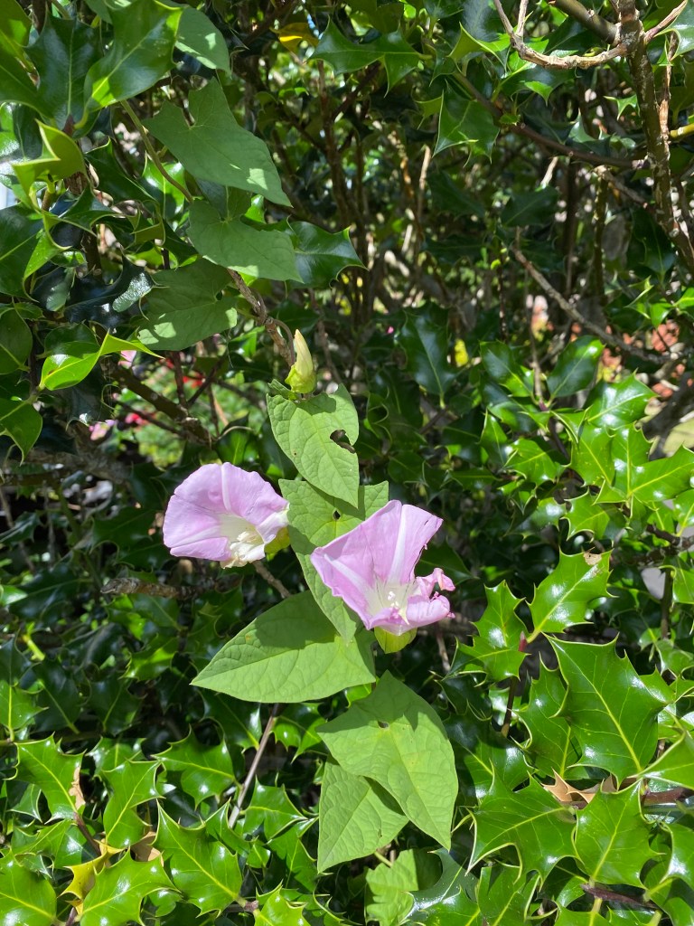 Purple Bindweed.