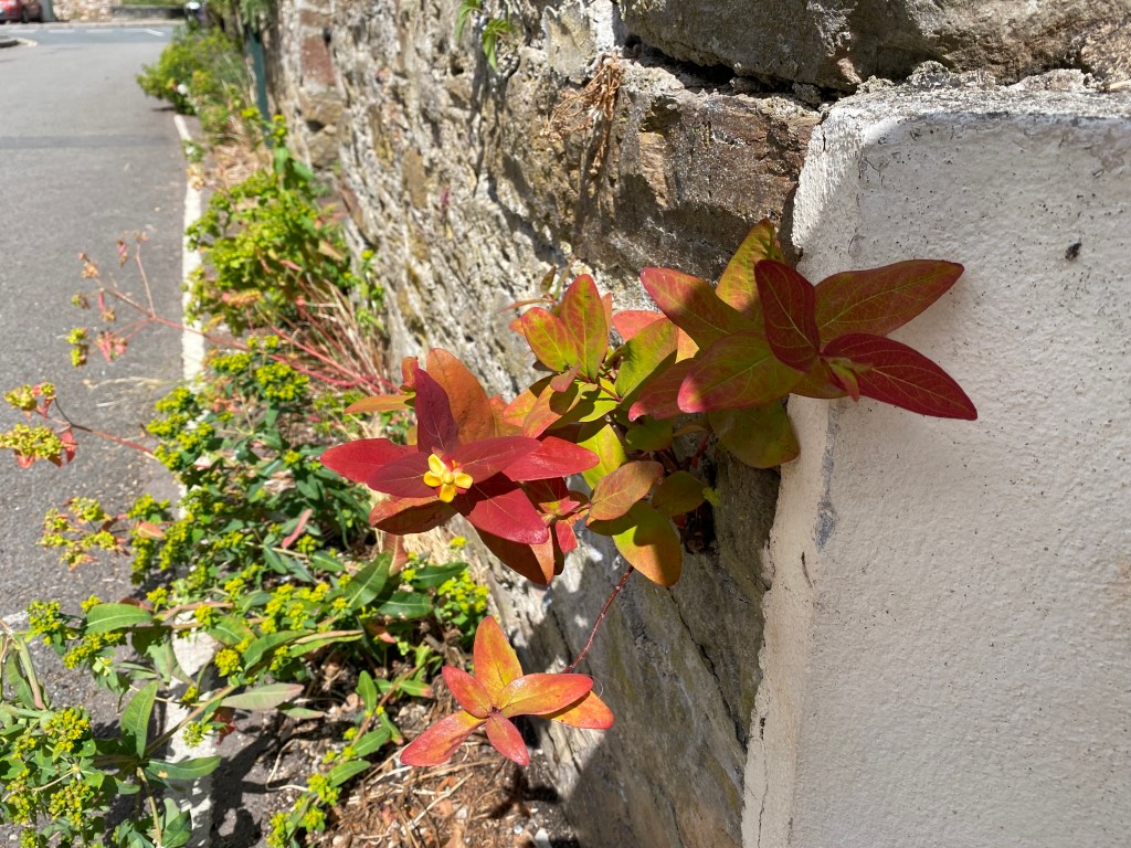 Hypericum Androsaemum Tutsan.
