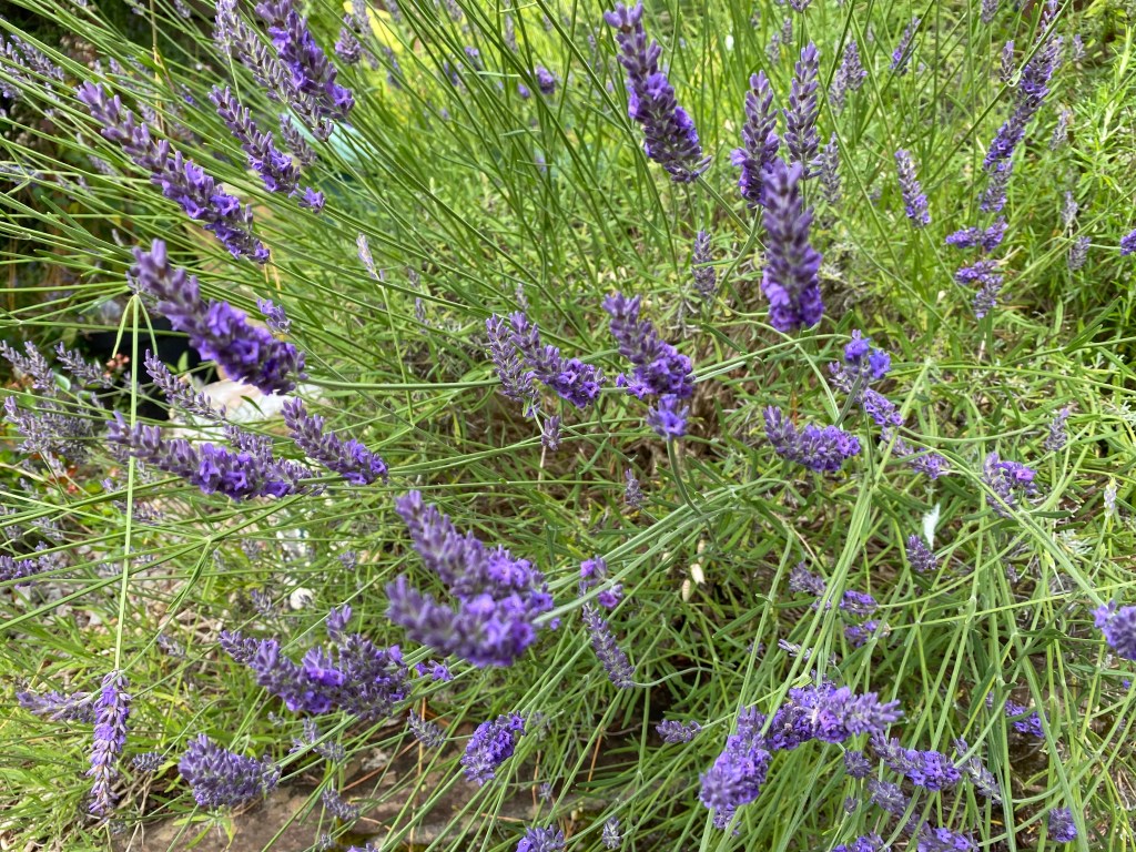 English Lavender.