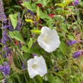 Bindweed in among the lavender.