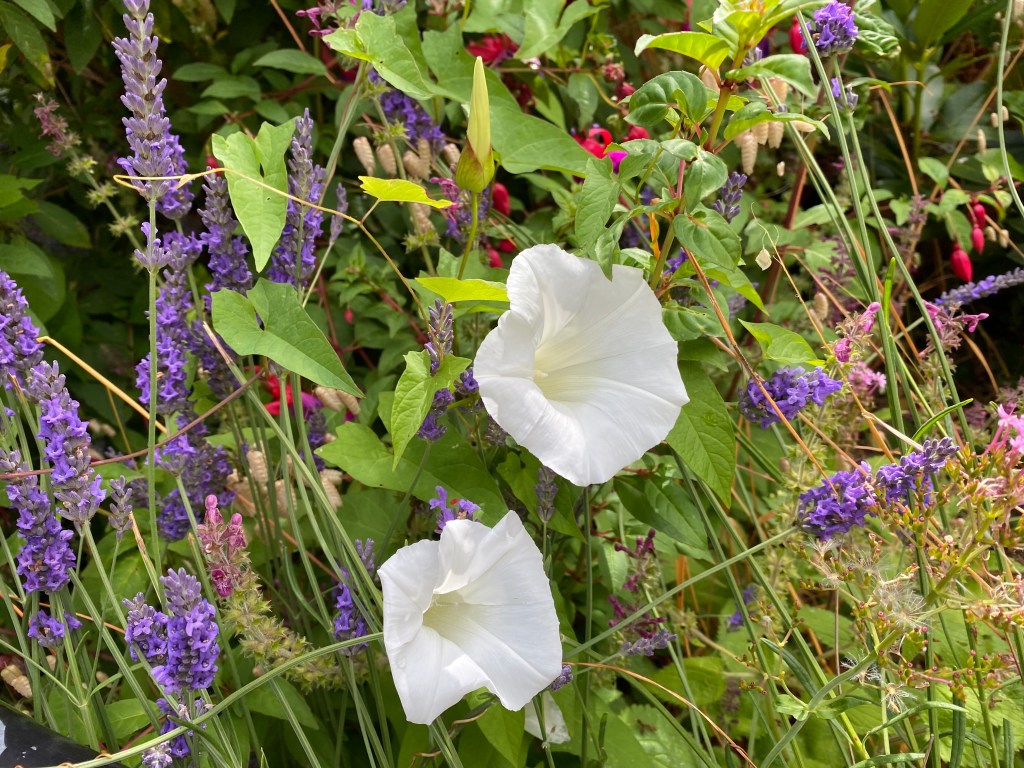 Bindweed in among the lavender.
