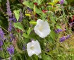 Bindweed in among the lavender.