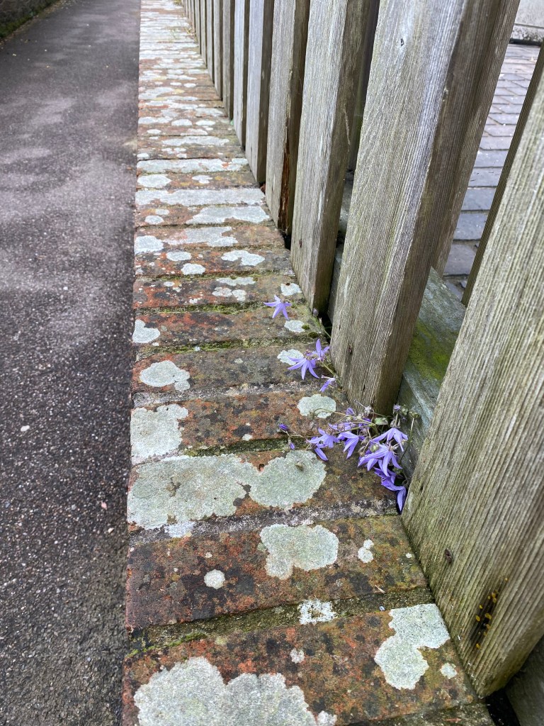 Brick wall, fence, small blue flowers.