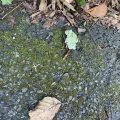 Moss and leaves on the pavement.