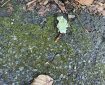 Moss and leaves on the pavement.