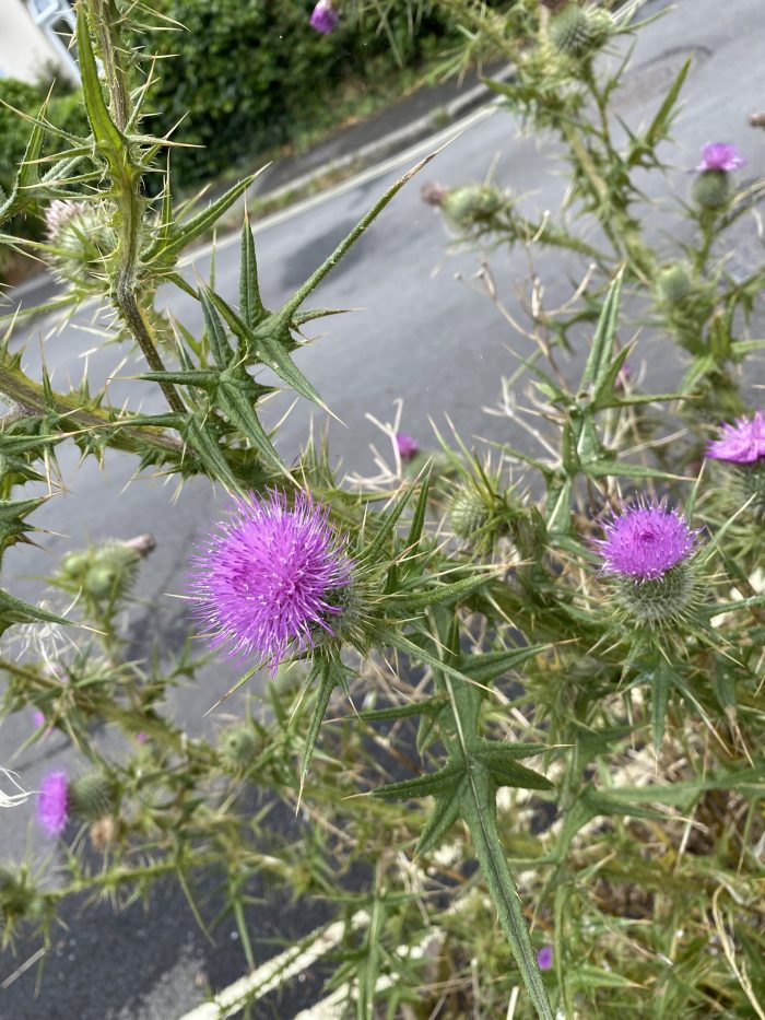 Thistles.