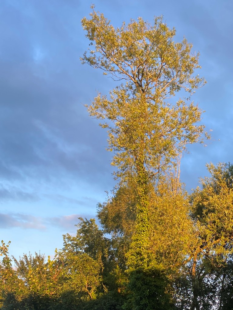 Tree in the sunshine.