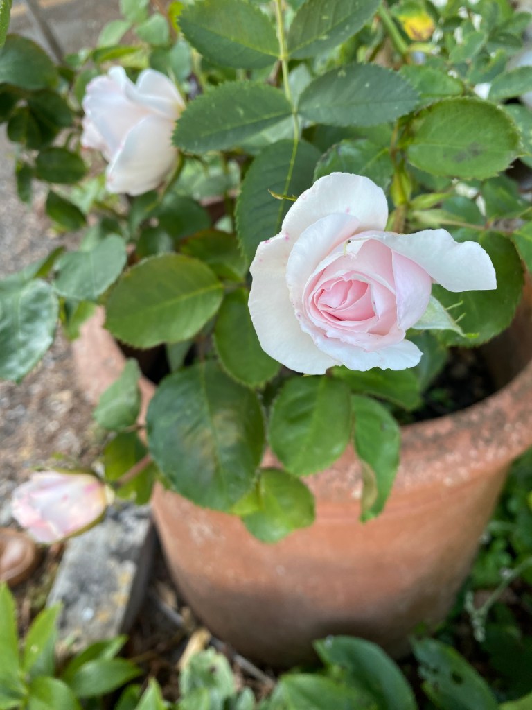 A Pink Rose.
