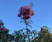 A rose reaching a blue sky.