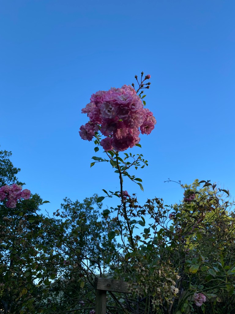 A rose reaching a blue sky.