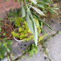 Raindrops on the leaves of an olive tree.