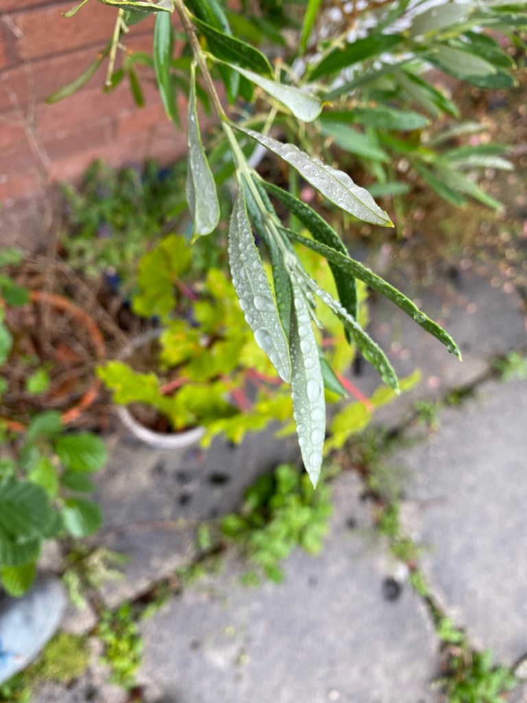 Raindrops on the leaves of an olive tree.