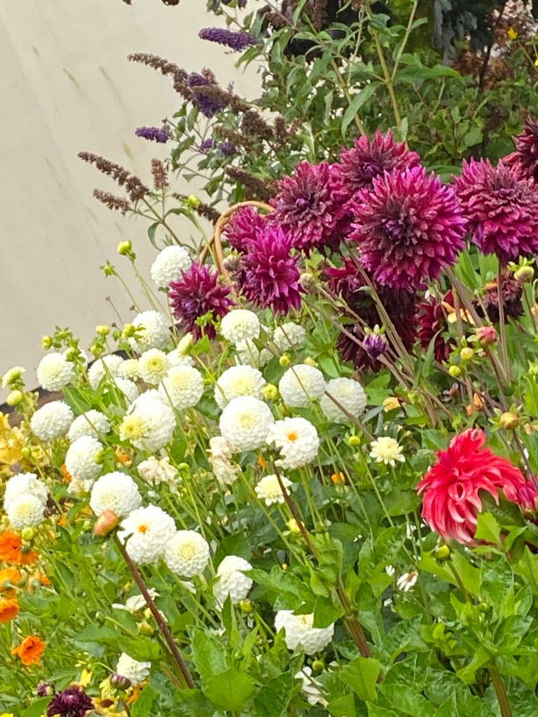 Colourful flower bed.