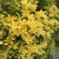 Yellow hedge. (Butterscotch Euonymus?)