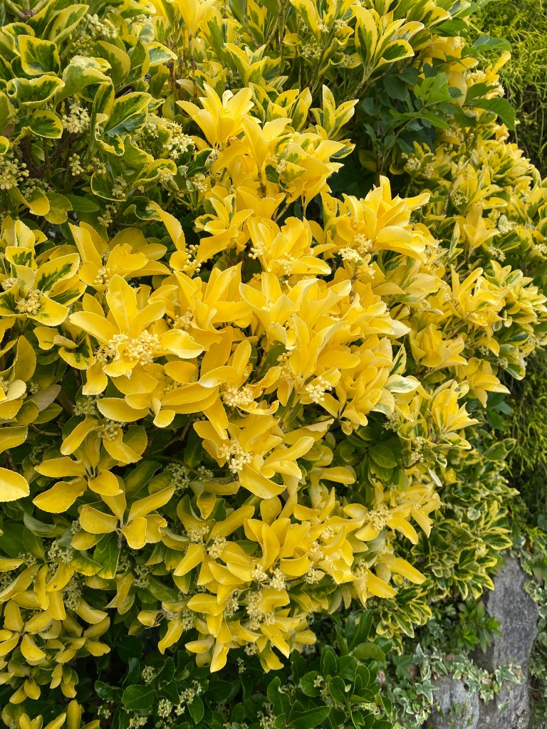 Yellow hedge. (Butterscotch Euonymus?)