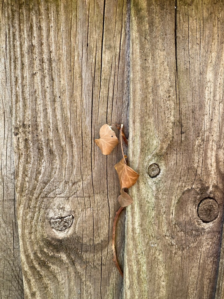 Dead Ivy popping through a hole in a fence.