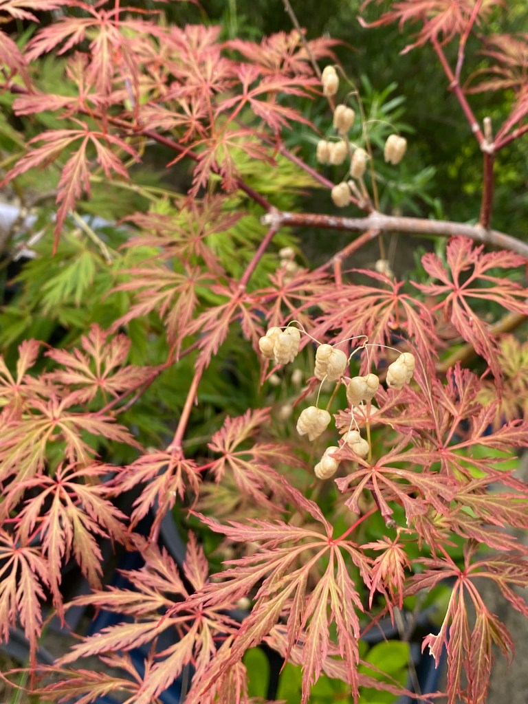 Japanese Maple with grass seeds.