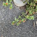 Orange flowers growing across the pavement.