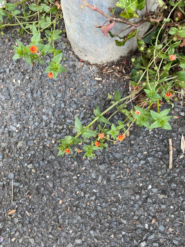 Orange flowers growing across the pavement.