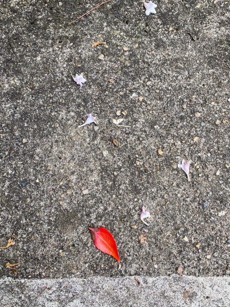 Pavement with a red leaf and small pink flowers.