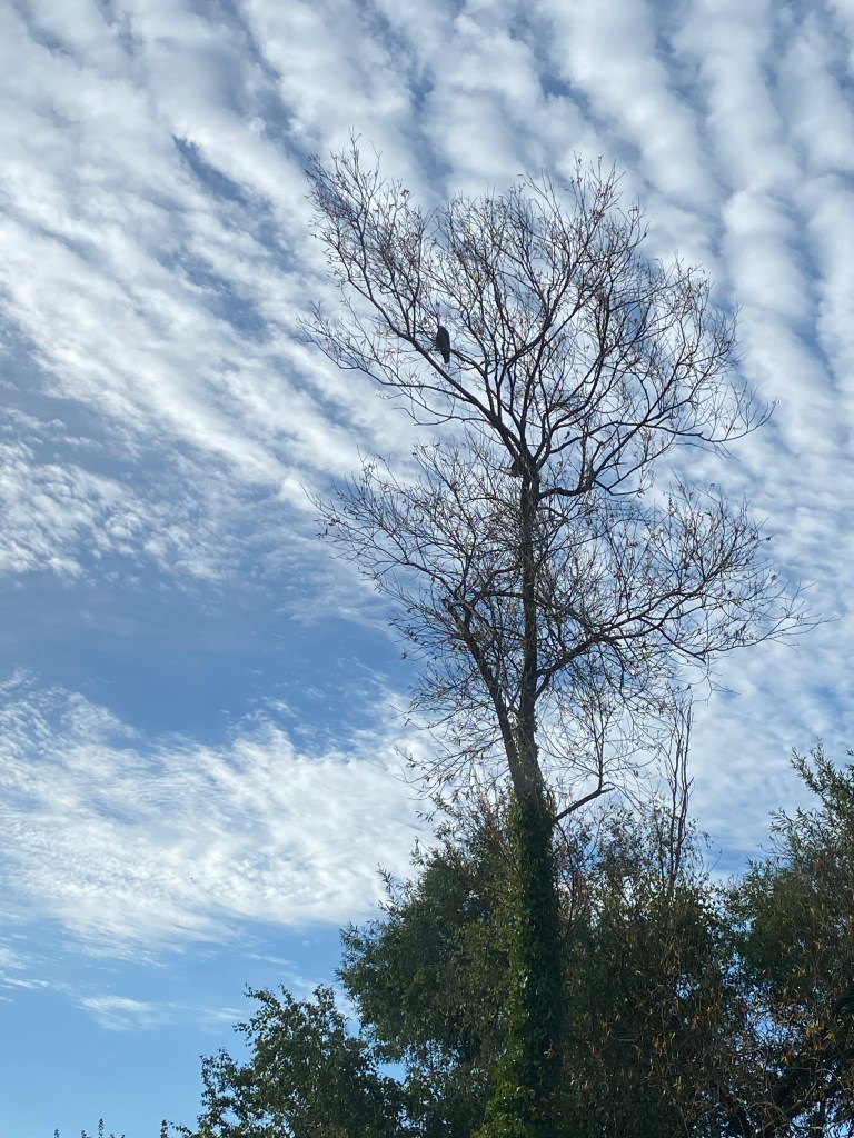 A striking image captures a serene scene where a solitary bird perches atop the branches of a tall, leafless tree. The tree stands out against a dramatic sky filled with "fancy clouds" — wispy, patterned formations that create a visually stunning backdrop. The tree's trunk is partially covered with green ivy, contrasting with the bare upper branches. Below, a canopy of lush, green foliage hints at a vibrant ecosystem. This tranquil moment in nature highlights the beauty of a solitary bird amidst a sky adorned with intricate cloud patterns.