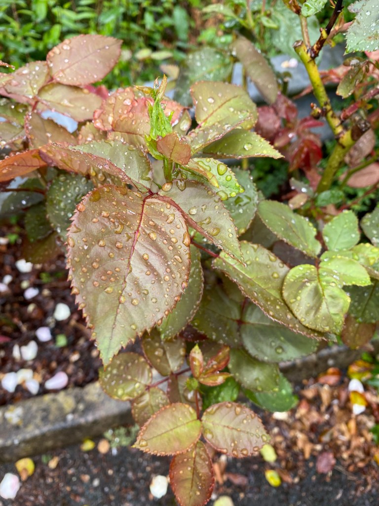 Raindrops on rose leaves.