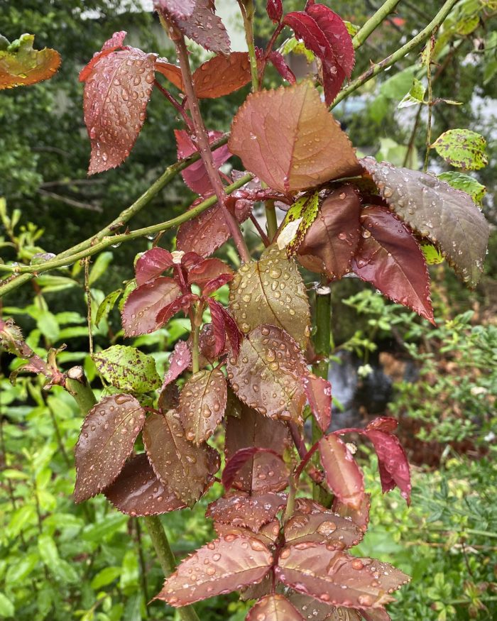 Rose leaves and raindrops.