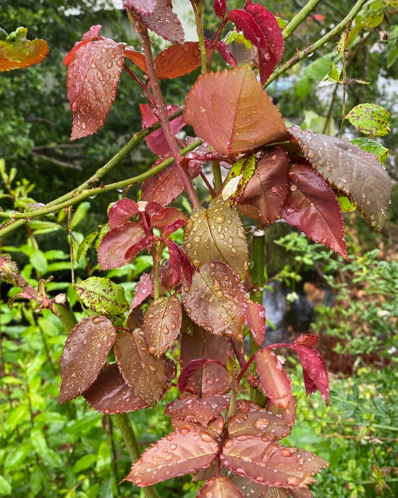 Rose leaves and raindrops.