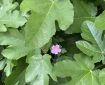 Small pink flower amongst large green leaves.