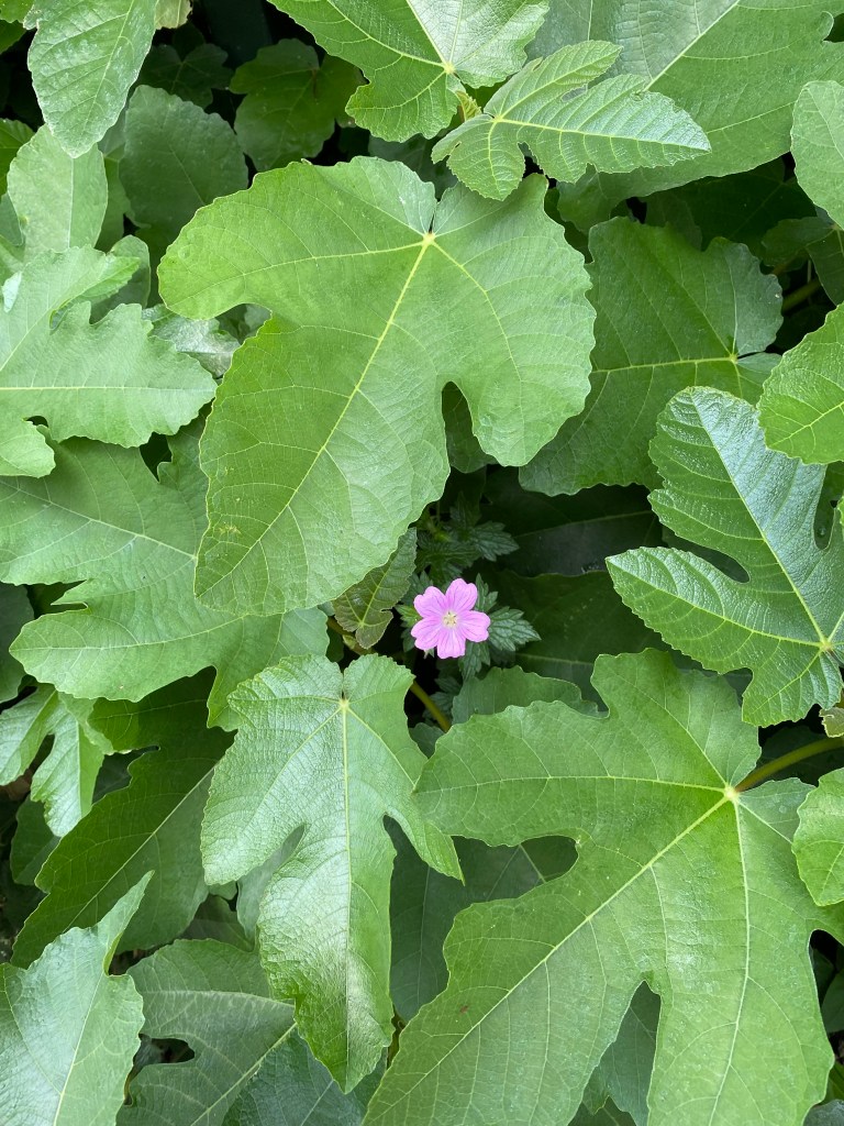 Small pink flower amongst large green leaves.