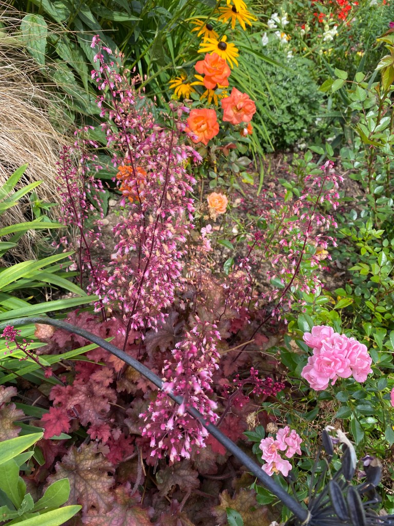Colourful flower bed.