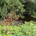 Brown leaves among the green growth next to the Totnes Leat.