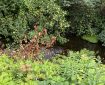 Brown leaves among the green growth next to the Totnes Leat.
