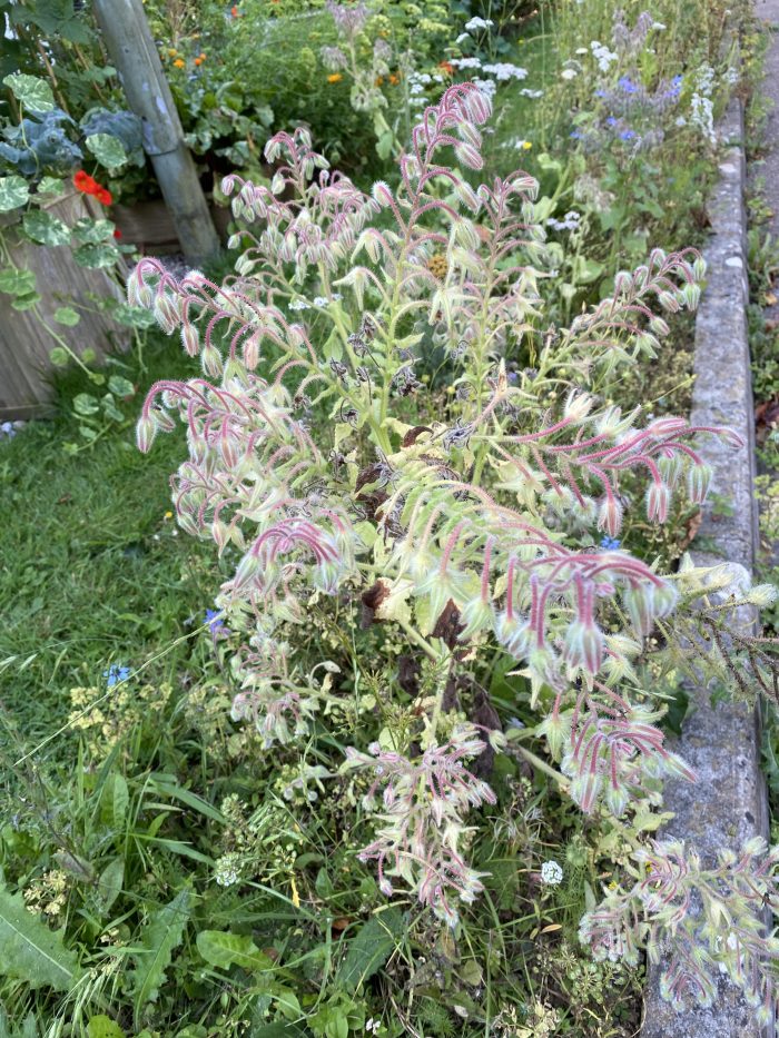 Rather beautiful plant that has seeded.